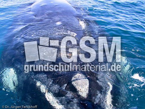 Buckelwal (20 von 57).jpg